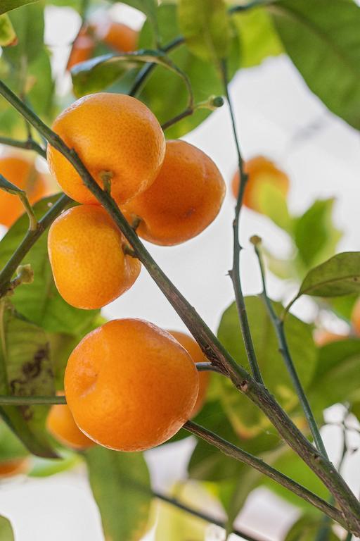 Finca Agroturismo Can Carro カンポス エクステリア 写真